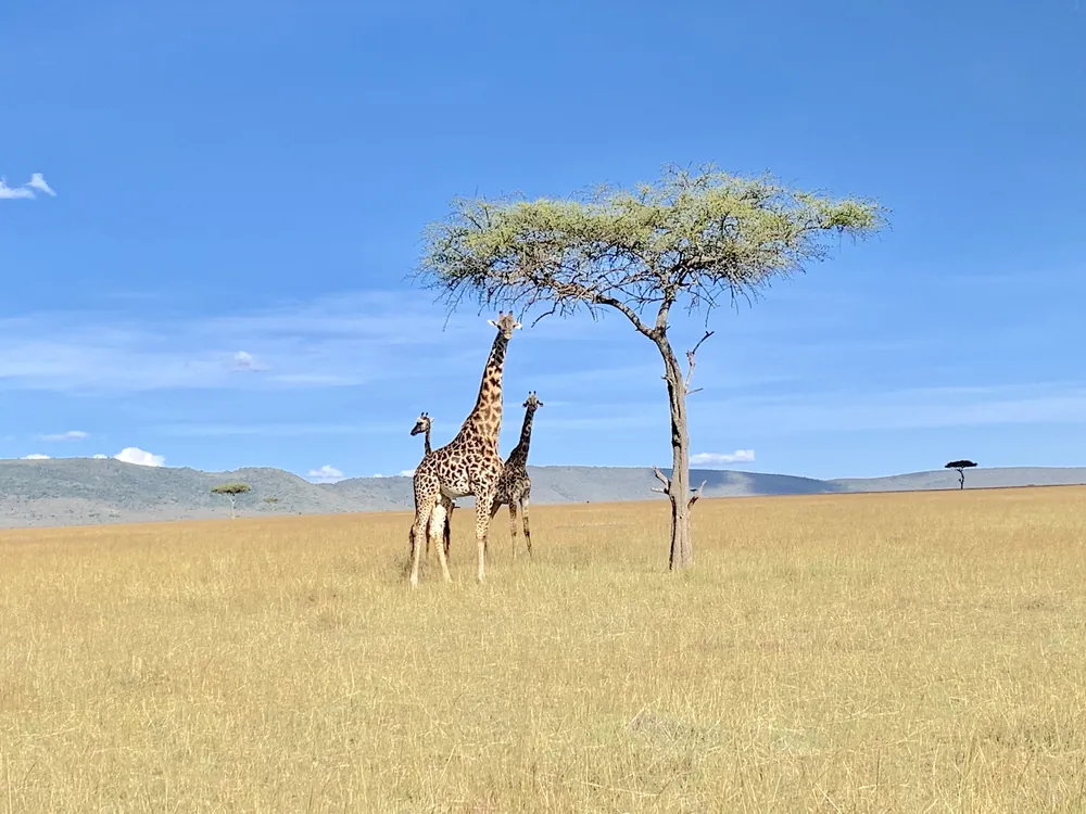 Three giraffes beneath an acacia tree